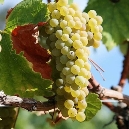 Vine fajta Varna Misket - hibrid borszőlőfajta - közepes ére..