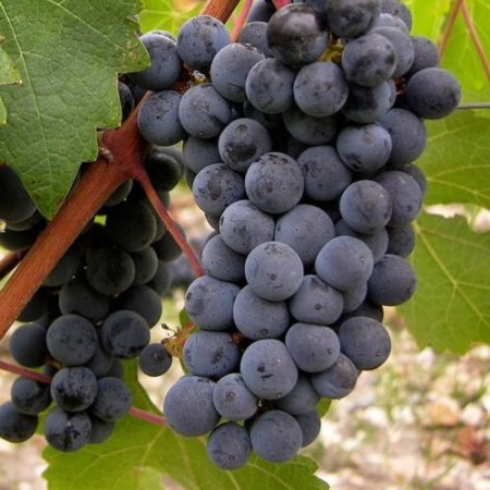 Vine fajta Storgosia - vörösbor késői fajta - ellenálló