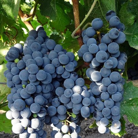 Vine fajta Storgosia - vörösbor késői fajta - ellenálló