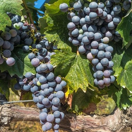Vine fajta Melnik 55 - borszőlőfajta - korai érésű