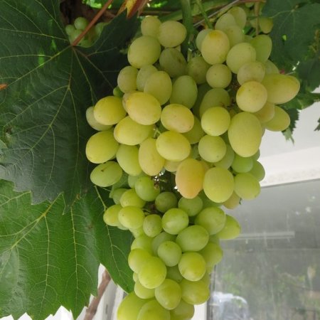 Vine fajta Garant - fehér desszert szőlőfajta - Korai érésű,..