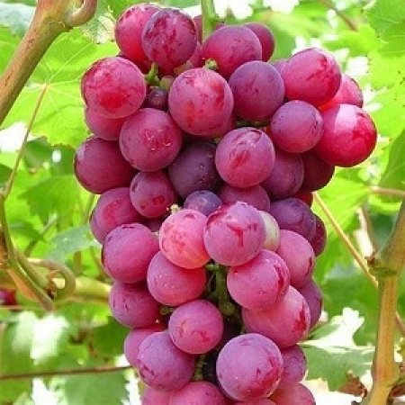 Vine fajta Rebol - piros desszert, nagy szőlő - közepes érés..