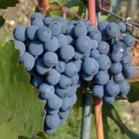 Vine fajta Dornfelder - vörösbor, korai érésű - ellenálló